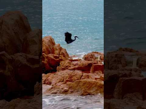 在風浪中覓食的海鳥/Birds foraging in the wind and waves#海#海浪#海鸟#觅食