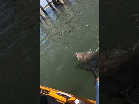 Eating What I Catch Under the Pier! 🎣