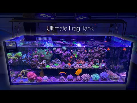 Totally Packed Coral Frag Aquarium 'Nursery'