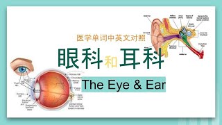 眼科和耳科/the eye and ear