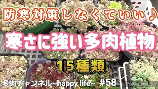 【多肉植物】#58 防寒対策なしでも寒さに強い多肉植物15種類紹介します♪