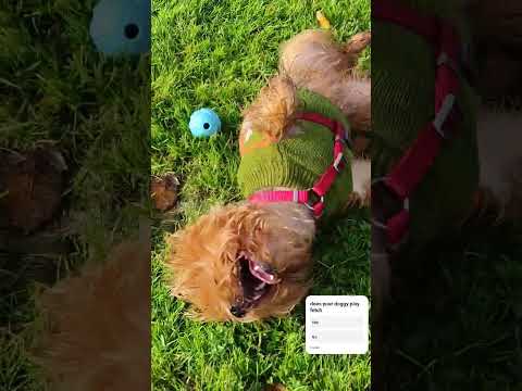 Yorkie Lucy Yorkshire terrier love playing ball catch