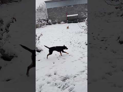 ЗАСЫПАЛО НАС СНЕЖКОМ 😍Эмоции, у СОБАКЕНОВ 🐶, зашкаливают😁.#домшевченко 🐶🍁🐶🍁🐶🍁🐶🍁🐶🍁🐶🍁🐶🍁🐶🍁🐶🍁🐶🍁🏡⛰🏡⛰🏡⛰🏡⛰🏡