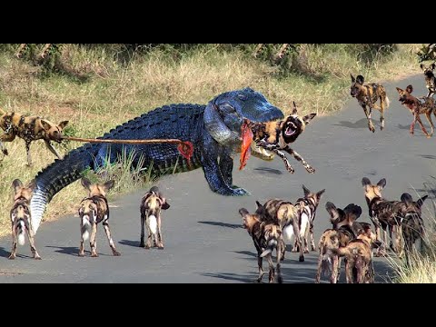 惊人！猎人变成猎物！非洲野犬在狩猎时成为鳄鱼不情愿的一顿美餐！死亡翻滚厉害！