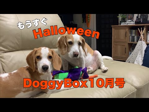 【ビーグル】もうすぐHalloween🎃