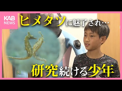 ヒメタツの繁殖行動「ハート」を見たい！ダイビングライセンスを取得し研究続ける少年