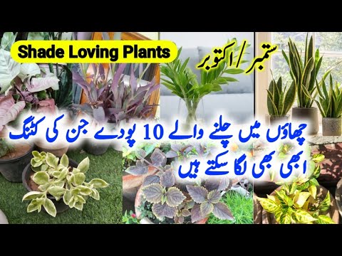 Top 10 Shade Loving Plants/Colourful Foliage Indoor Plants/Best Decorative Indoor Plants