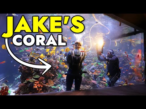 We Placed Jake’s Coral In The Largest Private Reef Tank in America