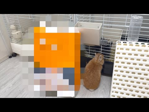 小動物飼いの皆さん、これ何を使っていますか？【ネザーランドドワーフのコッペ】