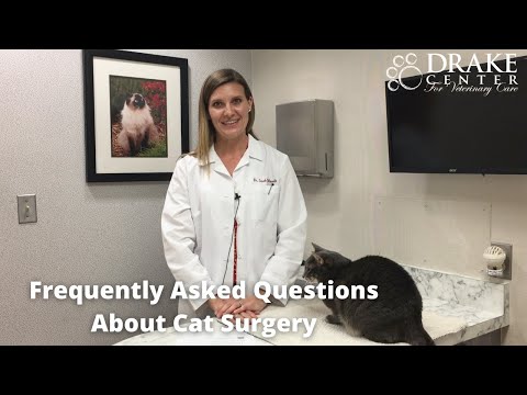 Frequently Asked Questions About Cat Surgery