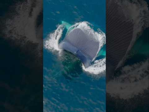 A feast for a giant! #whale #drone