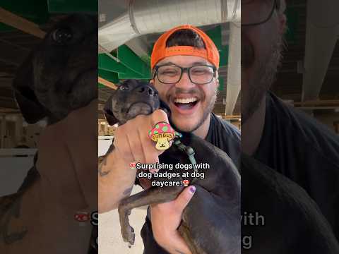 Surprising dogs with @jibydogcrew dog badges at dog daycare! #dogshorts #pets #doglover