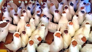 Best fancy Pigeon farm - fancy pigeon video || beautiful fancy pigeons || unique fancy pigeon breeds