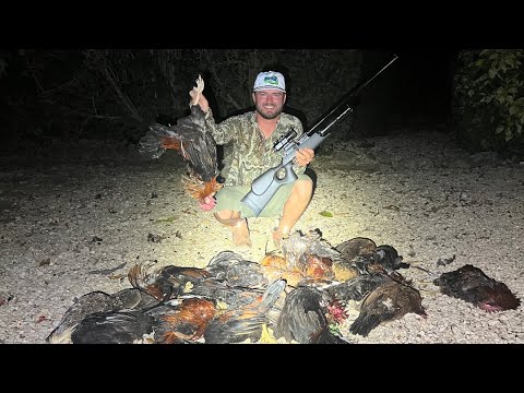 Hunting Wild CHICKENS With Airguns