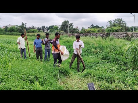 कम्फर्ट ग्रीन मे 2 घण्टे कड़ी मेहनत के बाद फायर ब्रिगेड टीम के विशेषज्ञ ने 10 फिट लम्बा अजगर पकड़ा