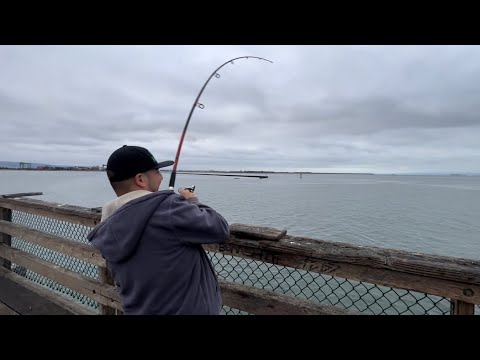 Port View Park Fishing. Oakland,Ca. Multi species! #california #fish #fishing #bayarea #oakland #ca