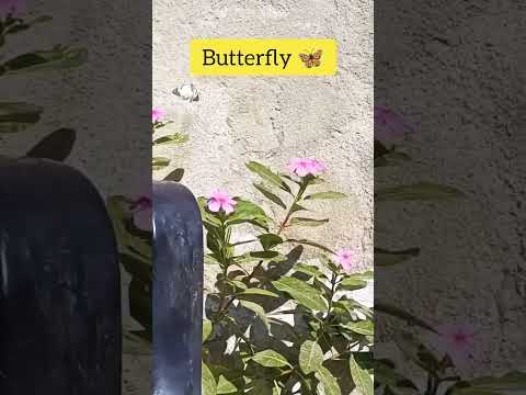 Butterfly 🦋 in my House 🏠