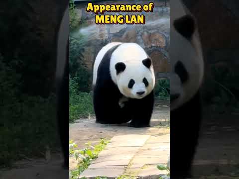 Appearance ofMENG LAN #panda #animals #cute #fubao #funny #pets #cutepanda #happy #automobile