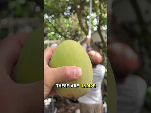 The mango harvest before the mango salad! 🥭 #mango #salad