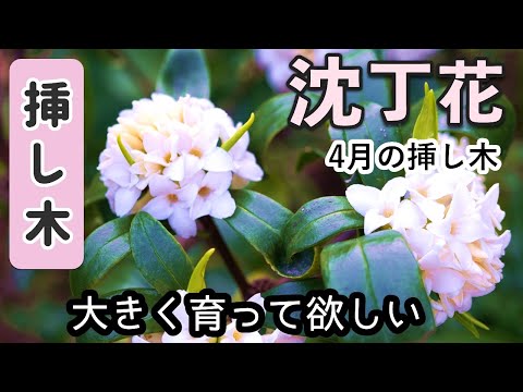 沈丁花の挿し木（4月）から １年後に地植えするまでの様子