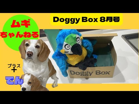 【ビーグル】DoggyBox8月届きました♪