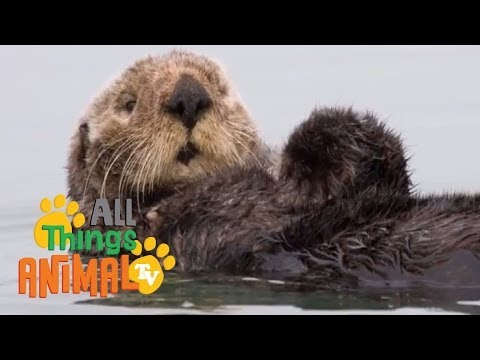 * SEA OTTER * | Animals For Kids | All Things Animal TV