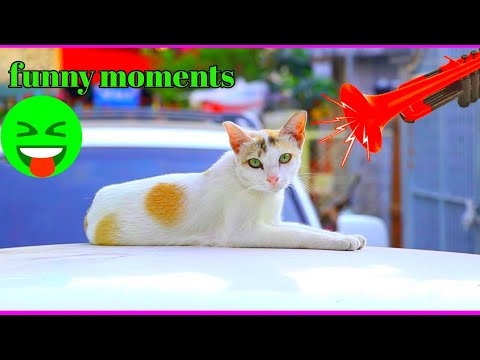 trumpet sound prank cat | funny cat reaction