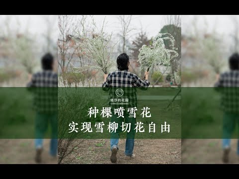 种棵喷雪花，实现雪柳切花自由