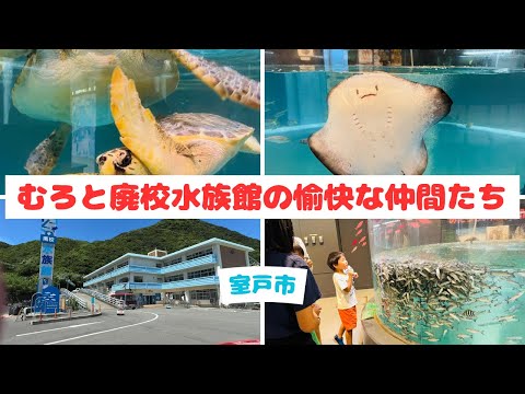 涼しさ100%！むろと廃校水族館の愉快な仲間たち