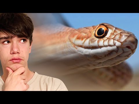 The FASTEST Snake in the United States?!