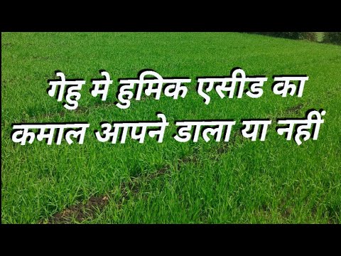 humic acid kya Kam kerta hai uriya me Mila ker diya