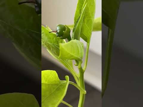 Bell Pepper Time lapse #food #cooking #recipe #asmr