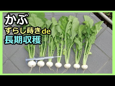 【長～く収穫 カブのずらし蒔き 2021秋】家庭菜園28年目 無農薬 有機栽培