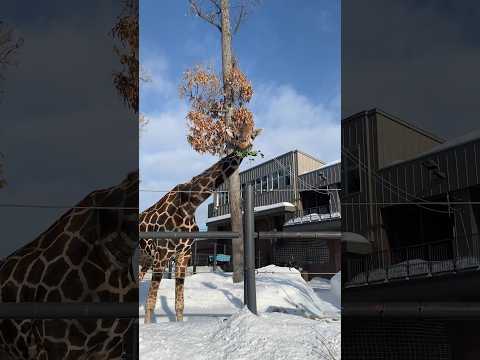 冬の円山動物園③#仲良し夫婦#北海道札幌市#円山動物園#アニマル動画#ZOO#shorts