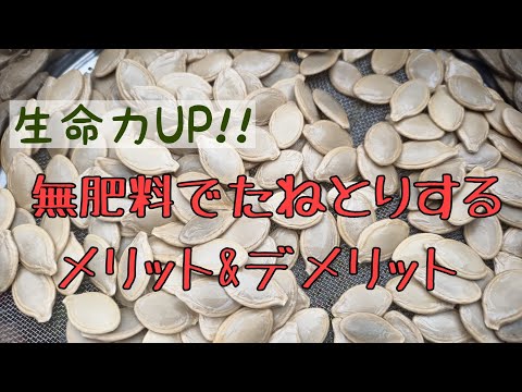 なぜ無肥料で種取りするのか？メリット＆デメリットを考える