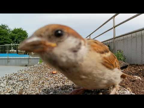 スズメの子どもが遊びに来たよ