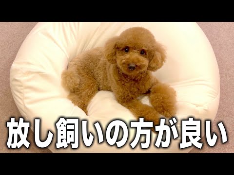 放し飼いの方が幸せなんじゃない？