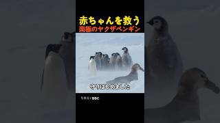 赤ちゃんを救うヤクザペンギン