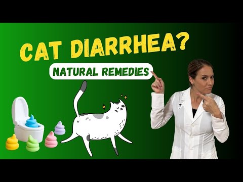 Top Natural Remedies for Cat Diarrhea | Holistic Veterinarian Advice - Dr. Katie Woodley