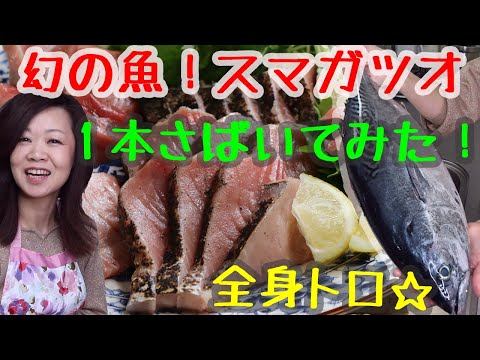 幻の魚！ スマガツオ  1本捌いてみたら全身トロ！！本マグロにも引け劣らない　Phantom fish