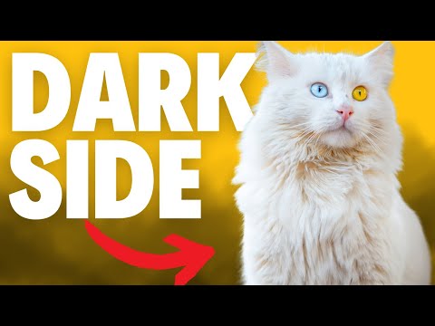 5 Worst Cat Breeds For Beginners...(Must Avoid)