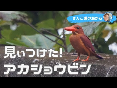 【石垣島】アカショウビン、みぃつけた♪