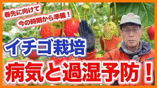 家庭菜園や農園のイチゴ栽培で過湿による病気予防！春先に向けたイチゴの育て方！【農家直伝】