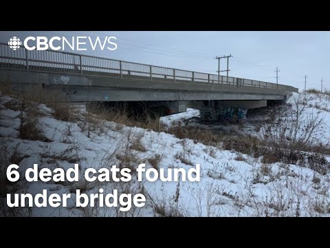 Foul play 'apparent' in bodies of 6 dead cats found under Winnipeg bridge this month: police