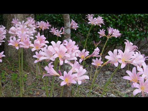 ナツズイセンの群生・有馬富士公園