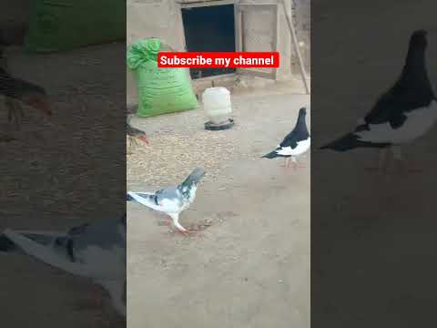 #beautiful #pigeon #kabootar #mostbeautiful #funnyshorts #sadstatus #bird #funnyvideos #comedyvideos