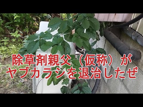 除草剤親父（仮称）がヤブガラシを退治したぜ