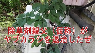 除草剤親父（仮称）がヤブガラシを退治したぜ