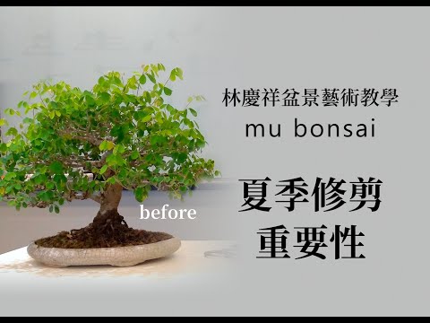 盛夏∣夏季修剪的重要性 ◤林慶祥盆景藝術教學◢ Bonsai in Taiwan