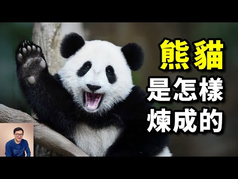 曾經的食肉猛獸，變身世界上最受歡迎的動物，熊貓的演化算成功了嗎？突然開始瘋狂吃竹子的真正原因……【老肉雜談】#動物 #熊貓 #貓熊 #冷知識 #生物